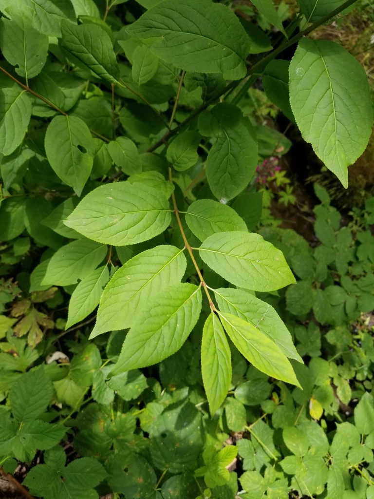 Euonymus occidentalis var. occidentalis (Western burning bush), native California shrub / tree