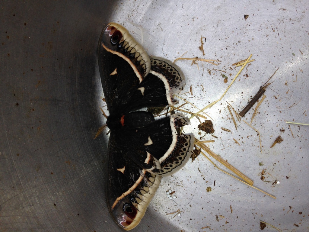 Eupackardia calleta (Calleta silkmoth), California species