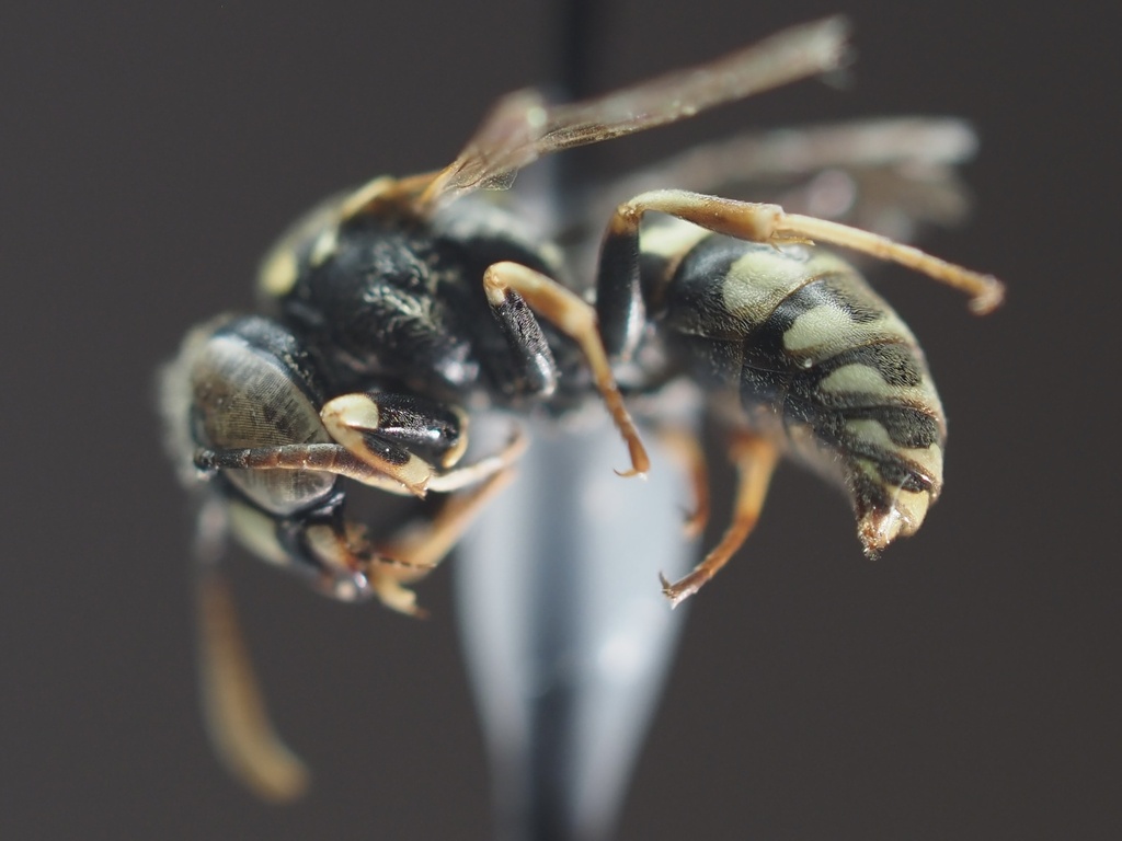 Euparagia unidentata (Algodones Euparagia), California species