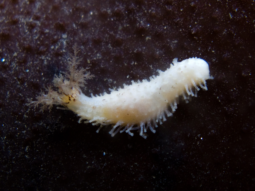 Eupentacta quinquesemita (Stiff-footed sea cucumber), California species
