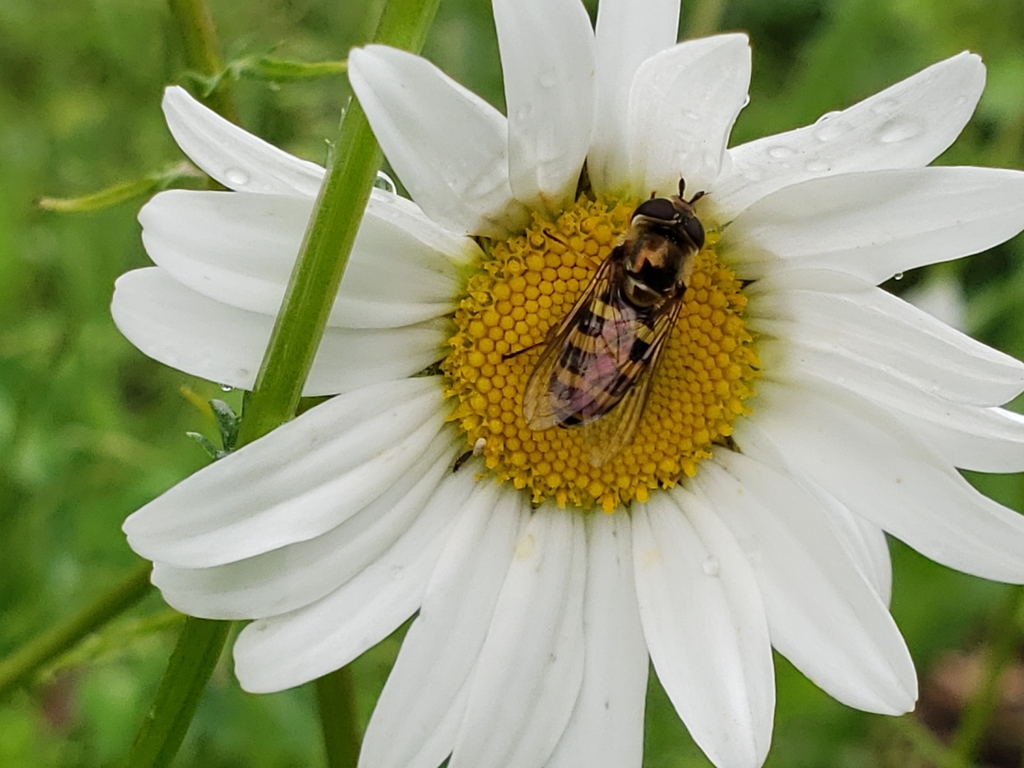 Eupeodes fumipennis (Western Aphideater), California species