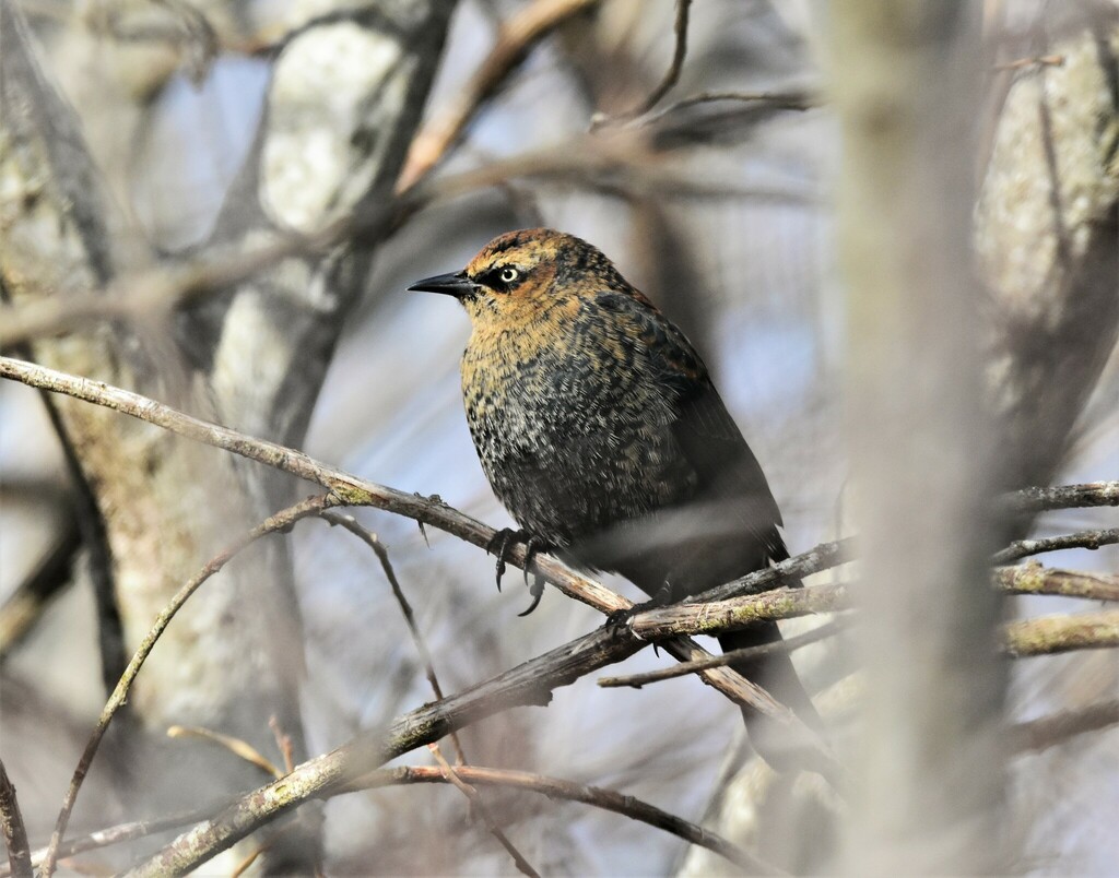 Euphagus carolinus (Rusty Blackbird), California species