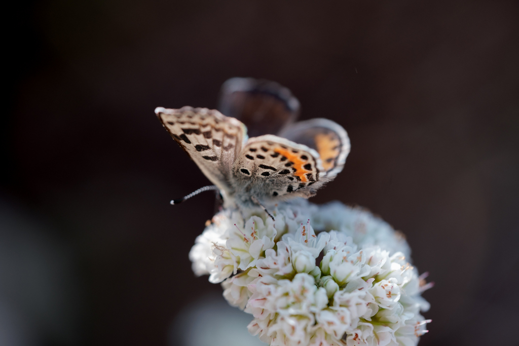Euphilotes battoides (Western Square-dotted Blue), California species