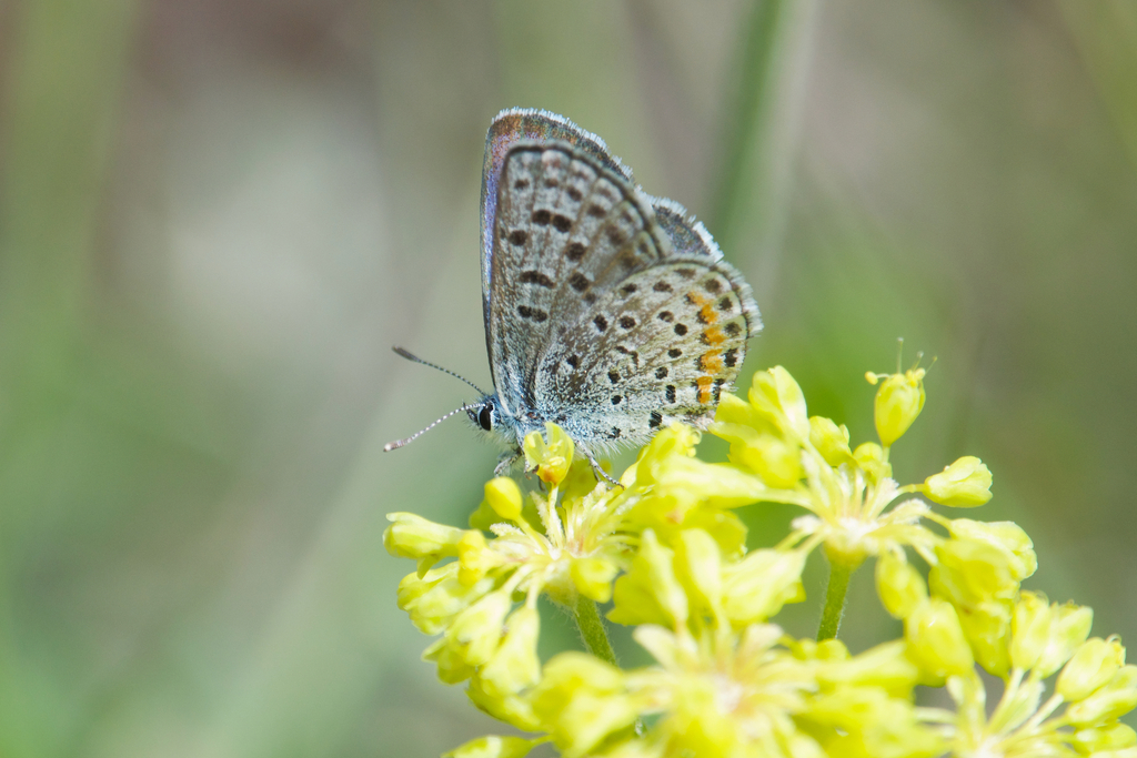 Euphilotes ancilla (Rocky Mountain Dotted-Blue), California species