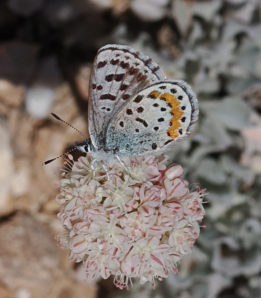 Euphilotes baueri (Bauer's dotted-blue), California species