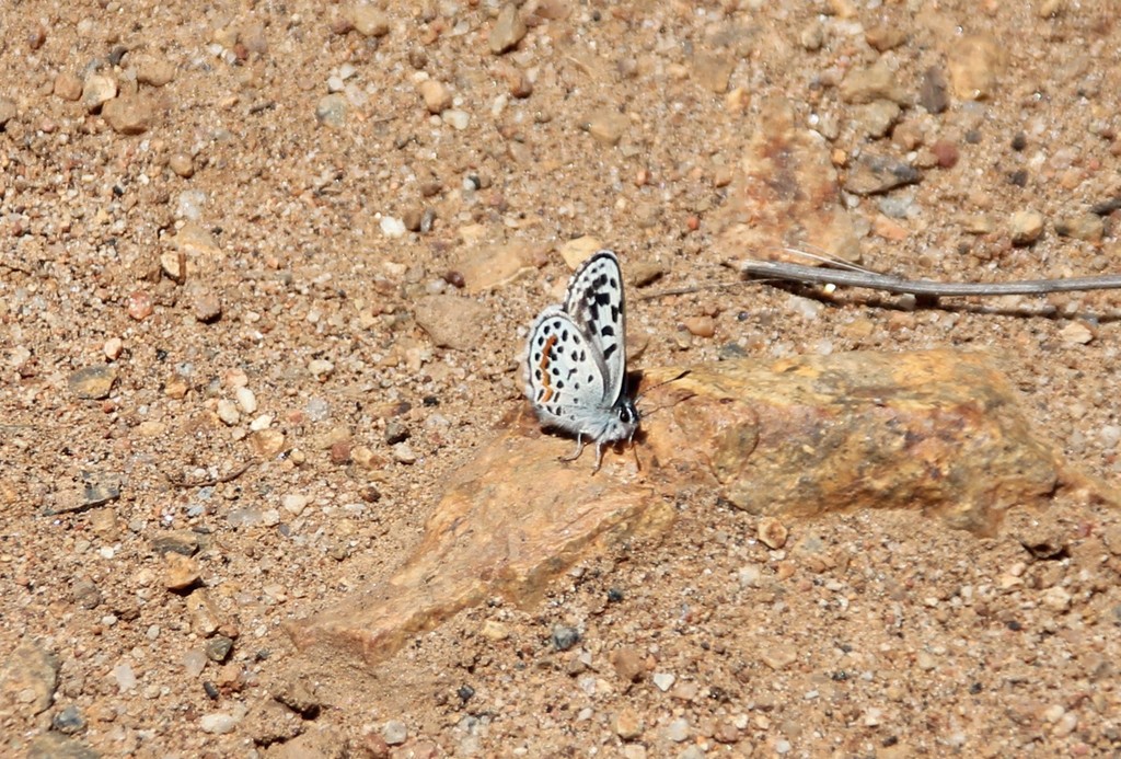Euphilotes bernardino (Bernardino Blue), California species