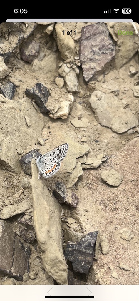 Euphilotes centralis (Central Dotted-Blue), California species