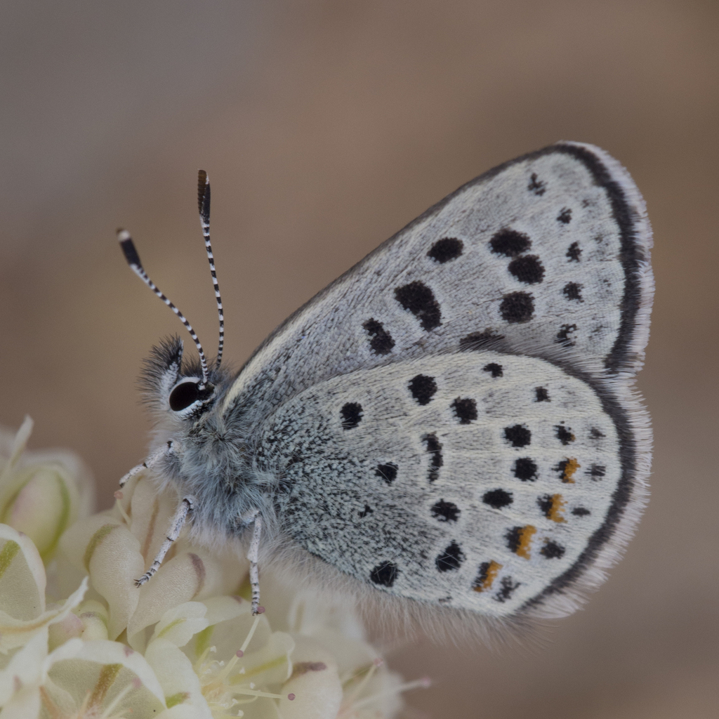 Euphilotes ellisi (Ellis' Dotted-Blue), California species
