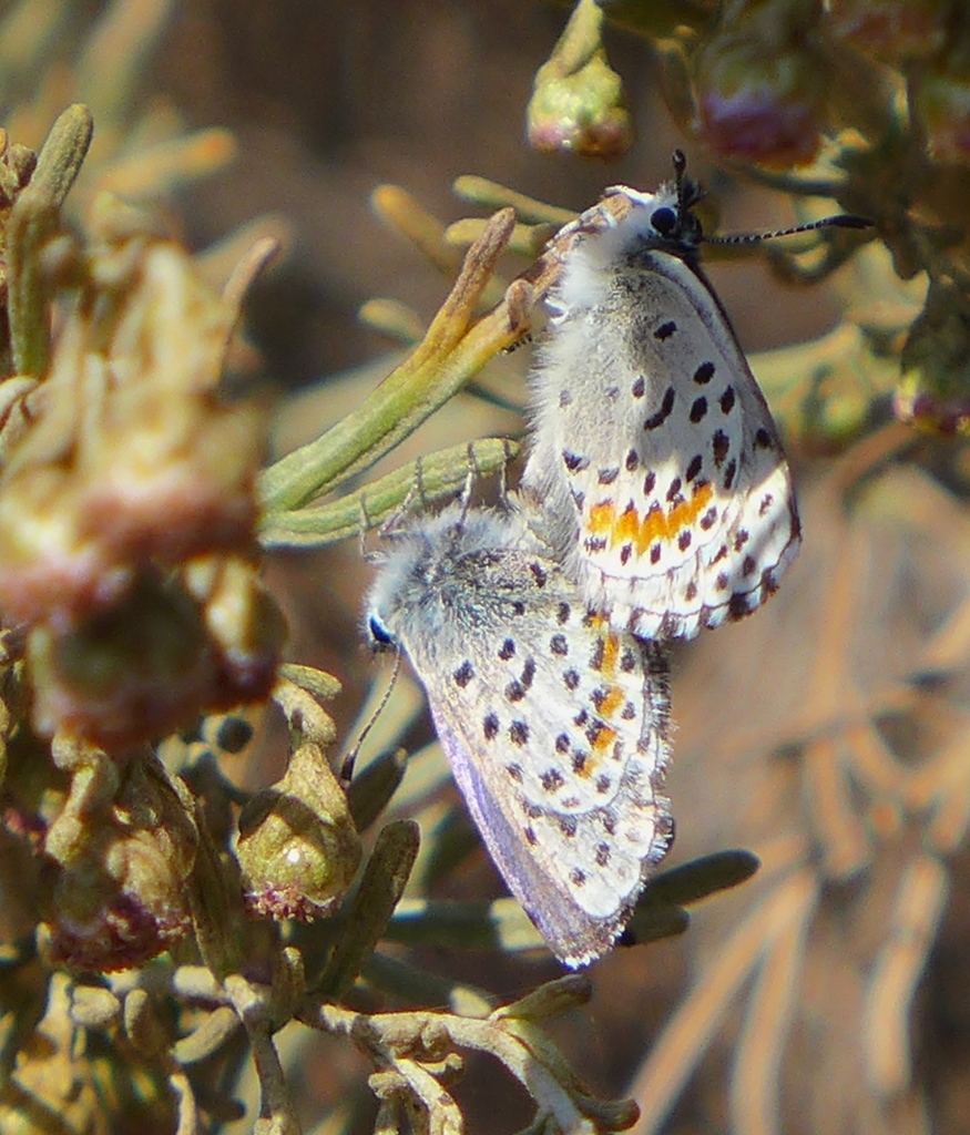 Euphilotes enoptes smithi (Smith’s blue butterfly), California species