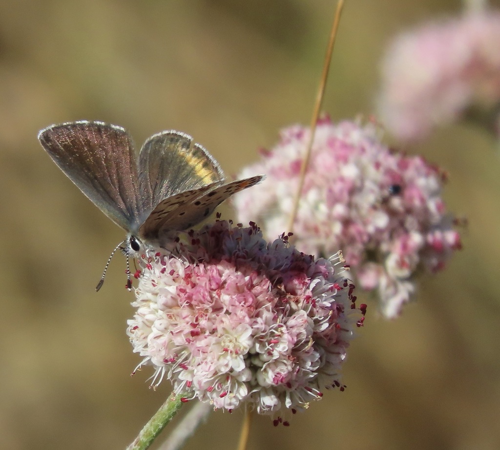 Euphilotes enoptes (Pacific Dotted-Blue), California species