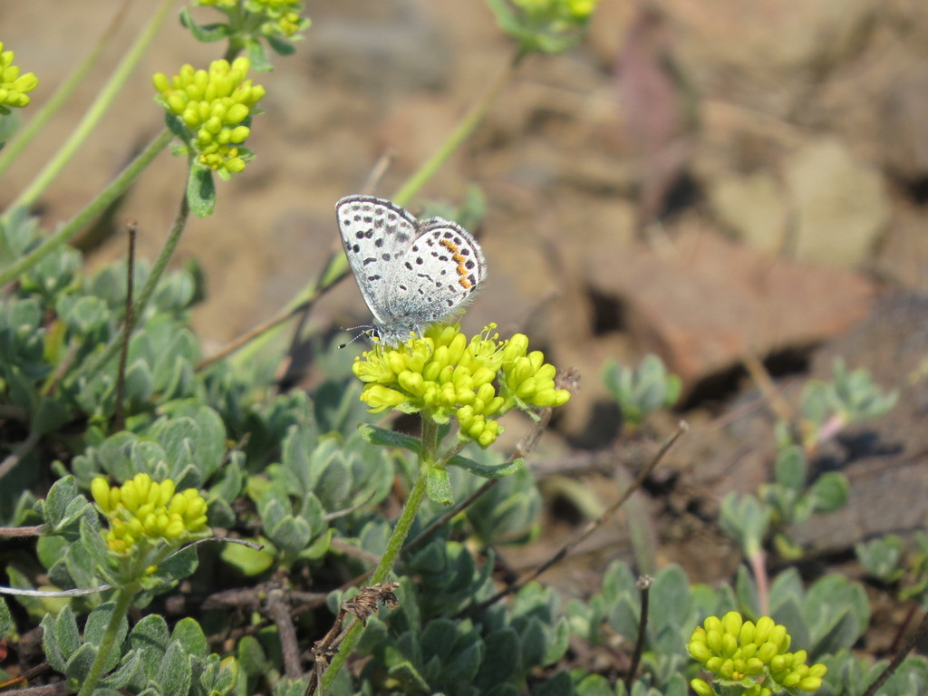 Euphilotes glaucon, California species