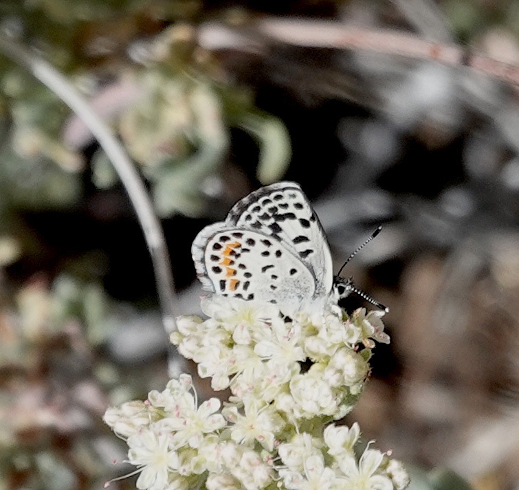 Euphilotes mojave (Mojave Dotted-blue), California species