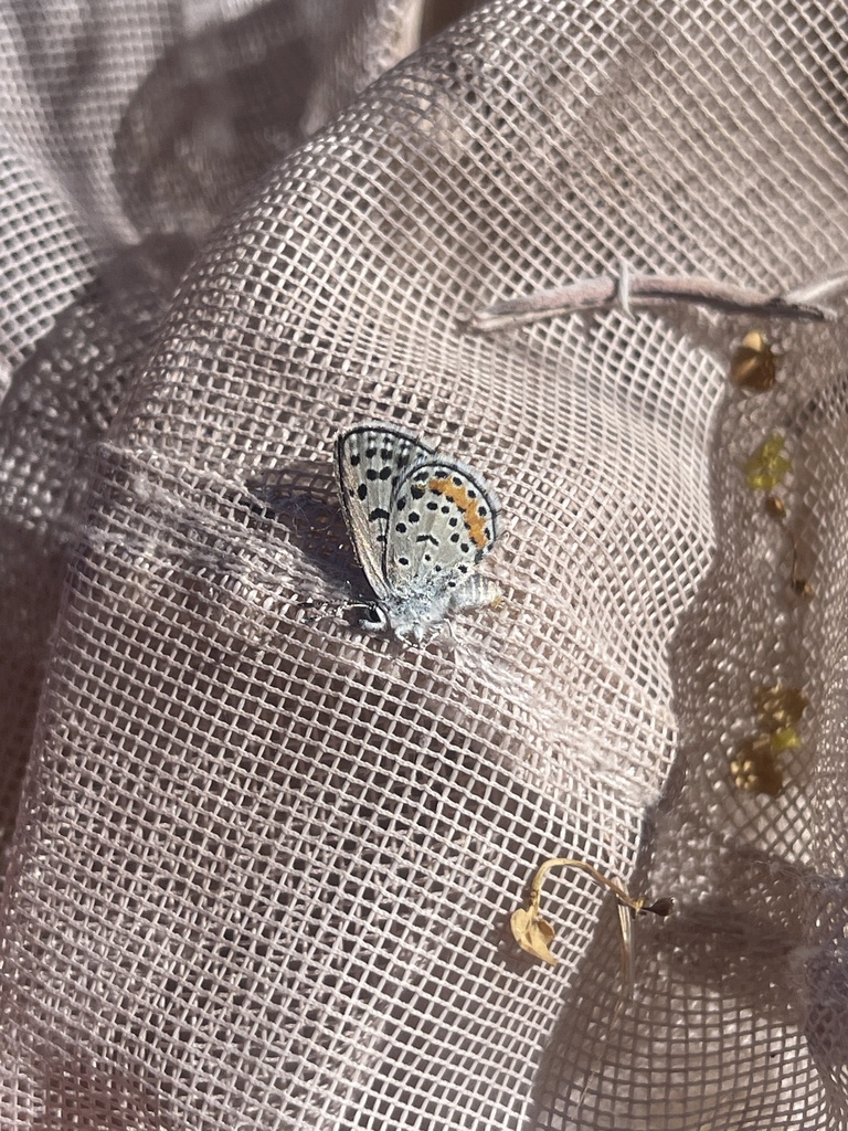 Euphilotes pallescens (Pallid Dotted-Blue), California species