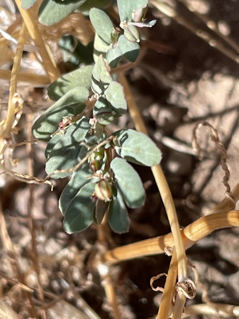 Euphorbia abramsiana (Abrams' spurge), native California herb