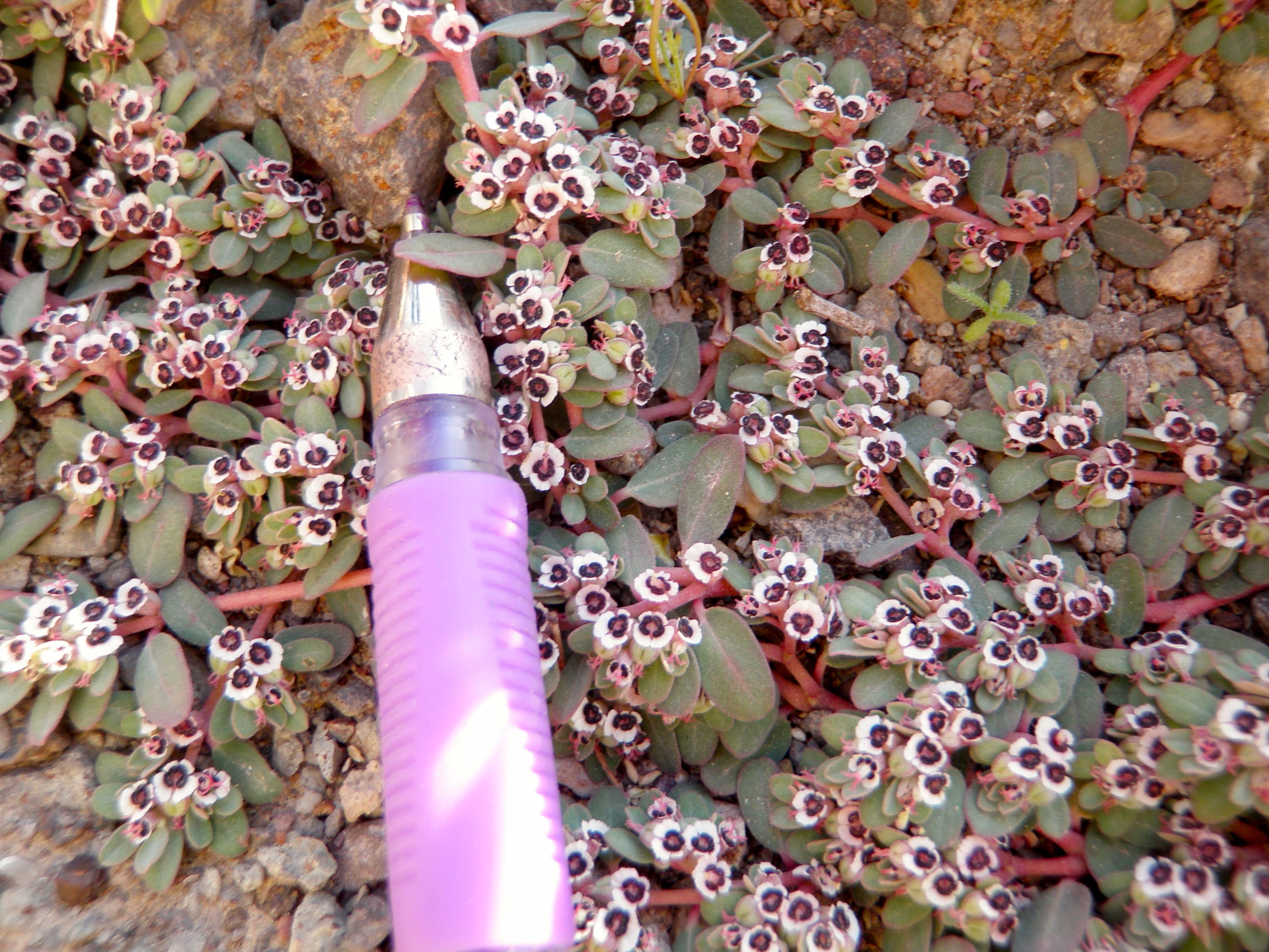 Euphorbia albomarginata (Rattlesnake sandmat), native California herb
