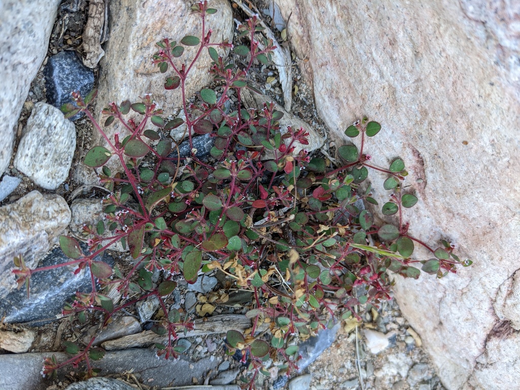 Euphorbia arizonica (Arizona spurge), native California herb