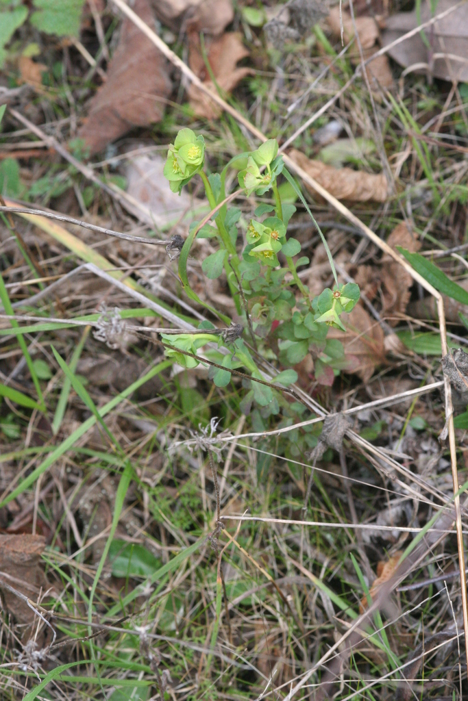 Euphorbia crenulata (Chinese caps), native California herb