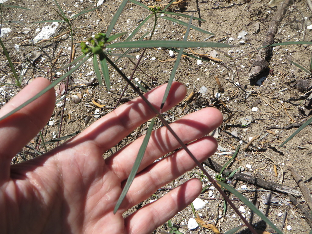 Euphorbia cyathophora (Painted leaf), non-native California herb
