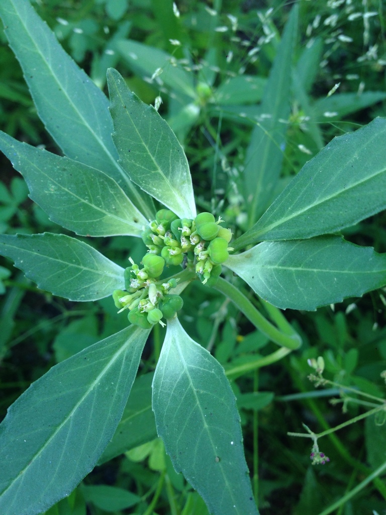 Euphorbia davidii (David's poinsettia), non-native California herb