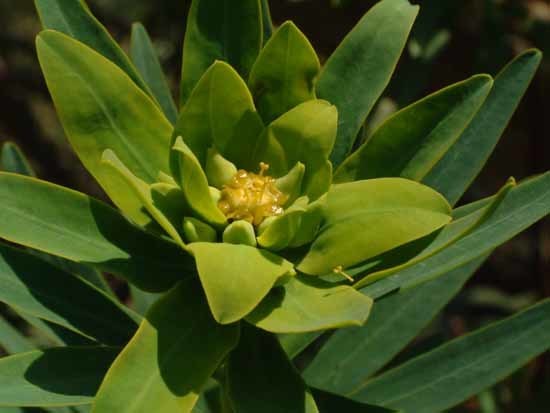 Euphorbia dendroides (Tree spurge), non-native California shrub