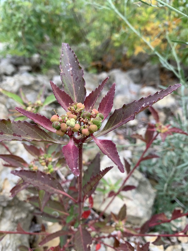 Euphorbia dentata (Toothed poinsettia), non-native California herb