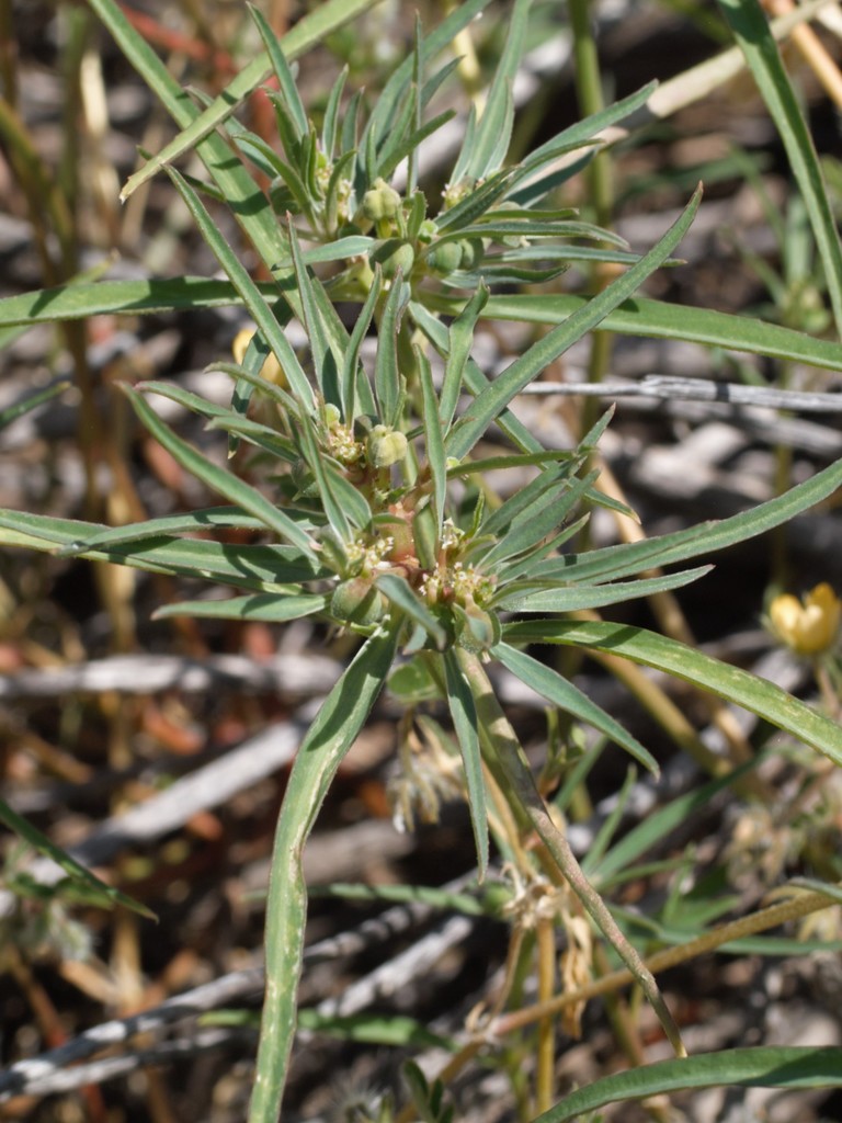 Euphorbia exstipulata var. exstipulata (Clark mountain spurge), native California annual