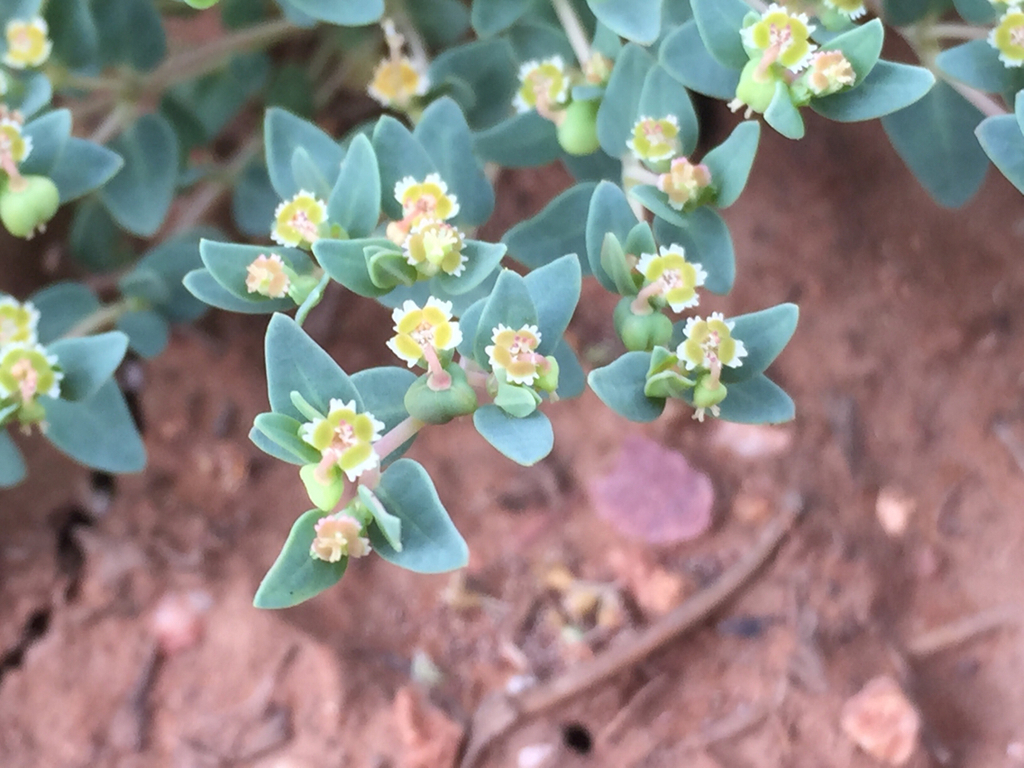 Euphorbia fendleri (Fendler's sandmat), native California subshrub