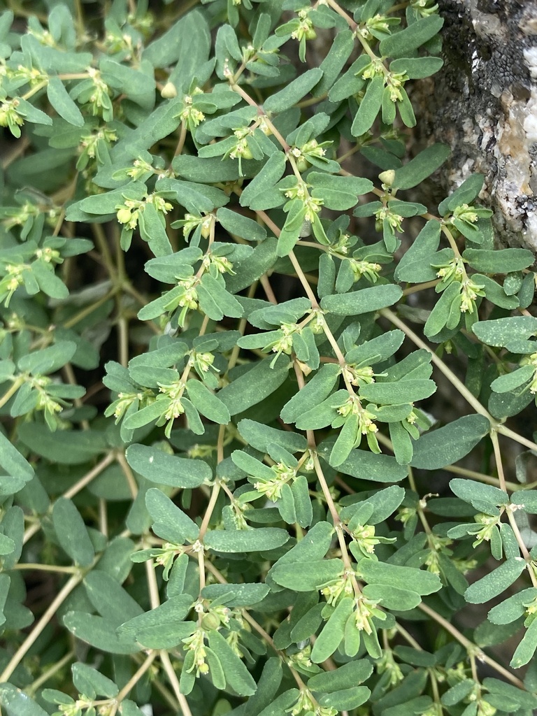 Euphorbia glyptosperma (Ridge-seeded spurge), native California herb