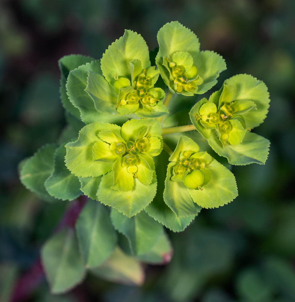 Euphorbia helioscopia (Wartweed), non-native California herb