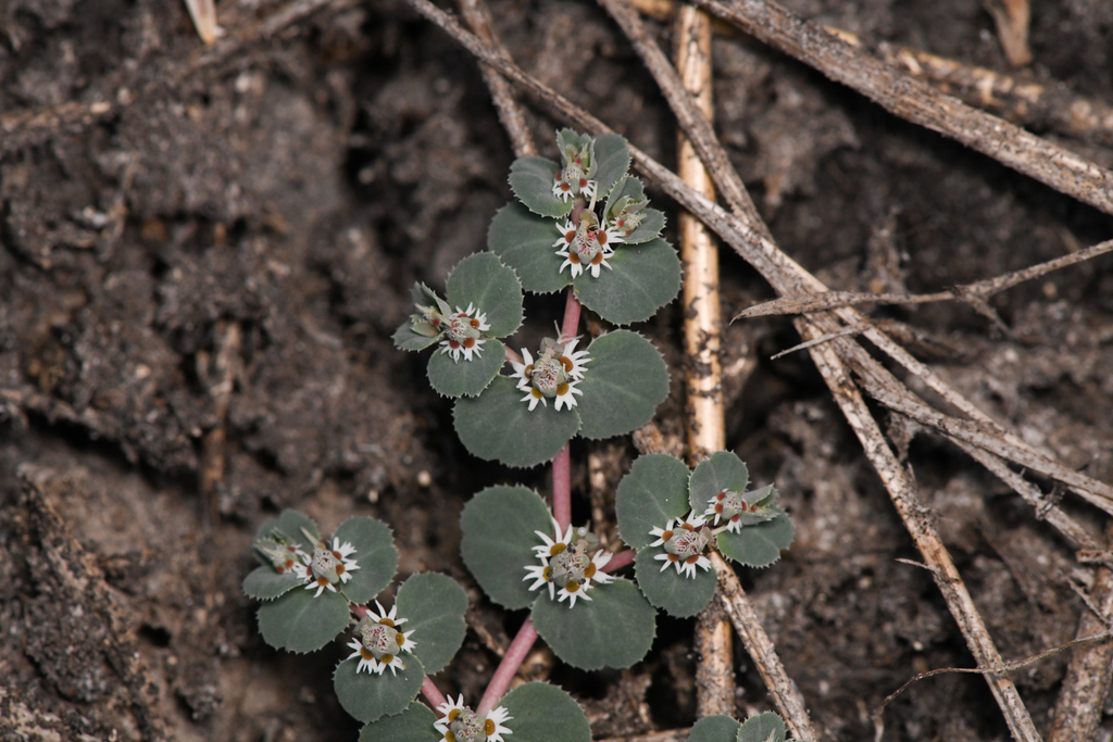 Euphorbia hooveri (Hoover's spurge), native California herb
