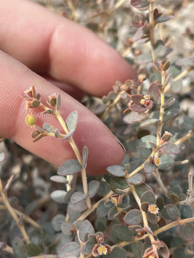 Euphorbia jaegeri (Orocopia mountains spurge), native California shrub
