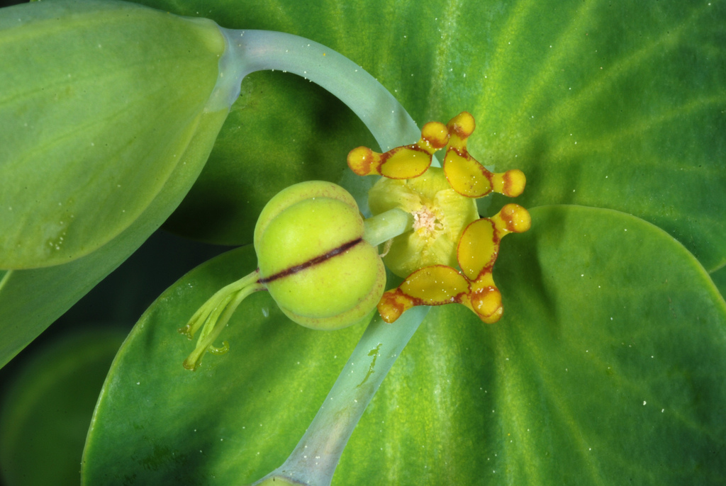 Euphorbia lathyris (Caper spurge), non-native California herb