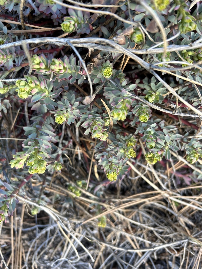 Euphorbia lurida (Woodland spurge), native California perennial