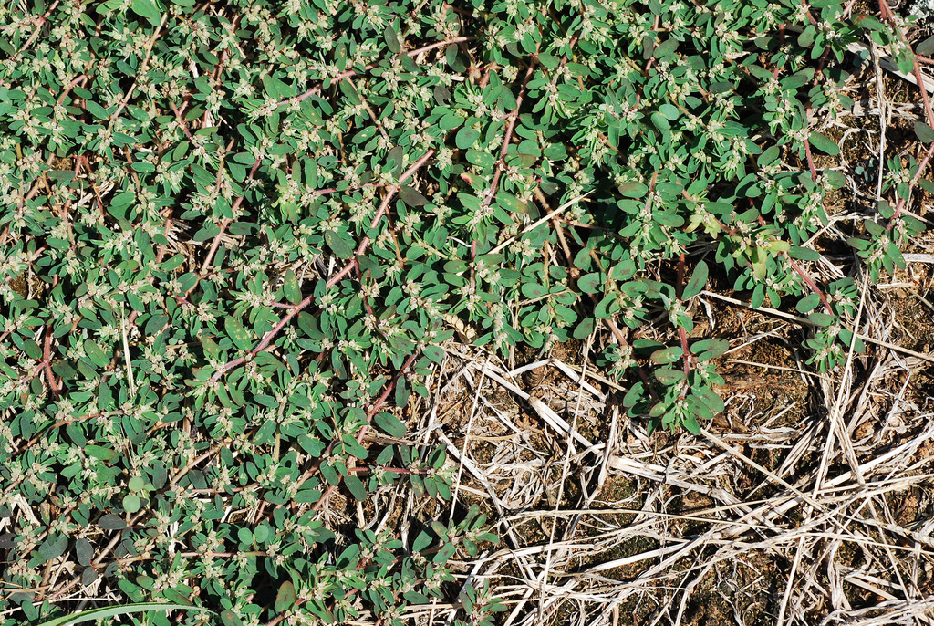 Euphorbia maculata (Spotted spurge), non-native California annual