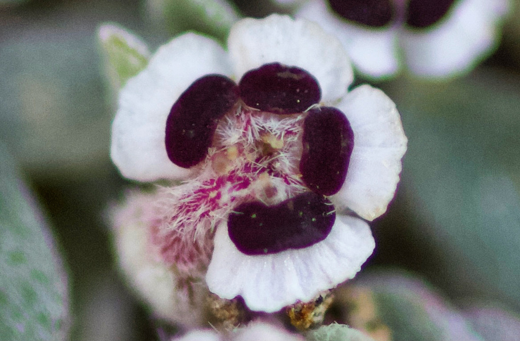 Euphorbia melanadenia (Red-gland spurge), native California herb