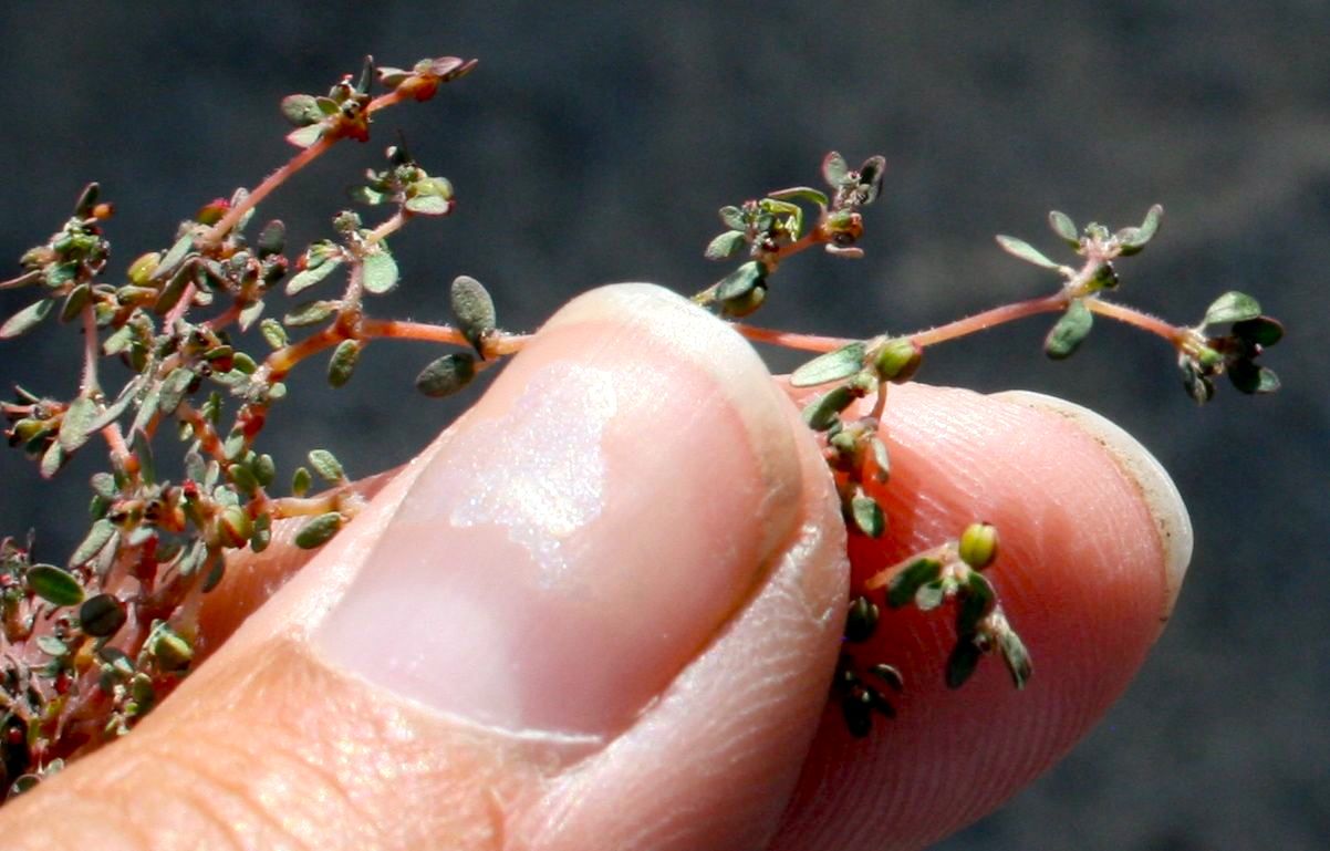 Euphorbia micromera (Sonoran sandmat), native California herb