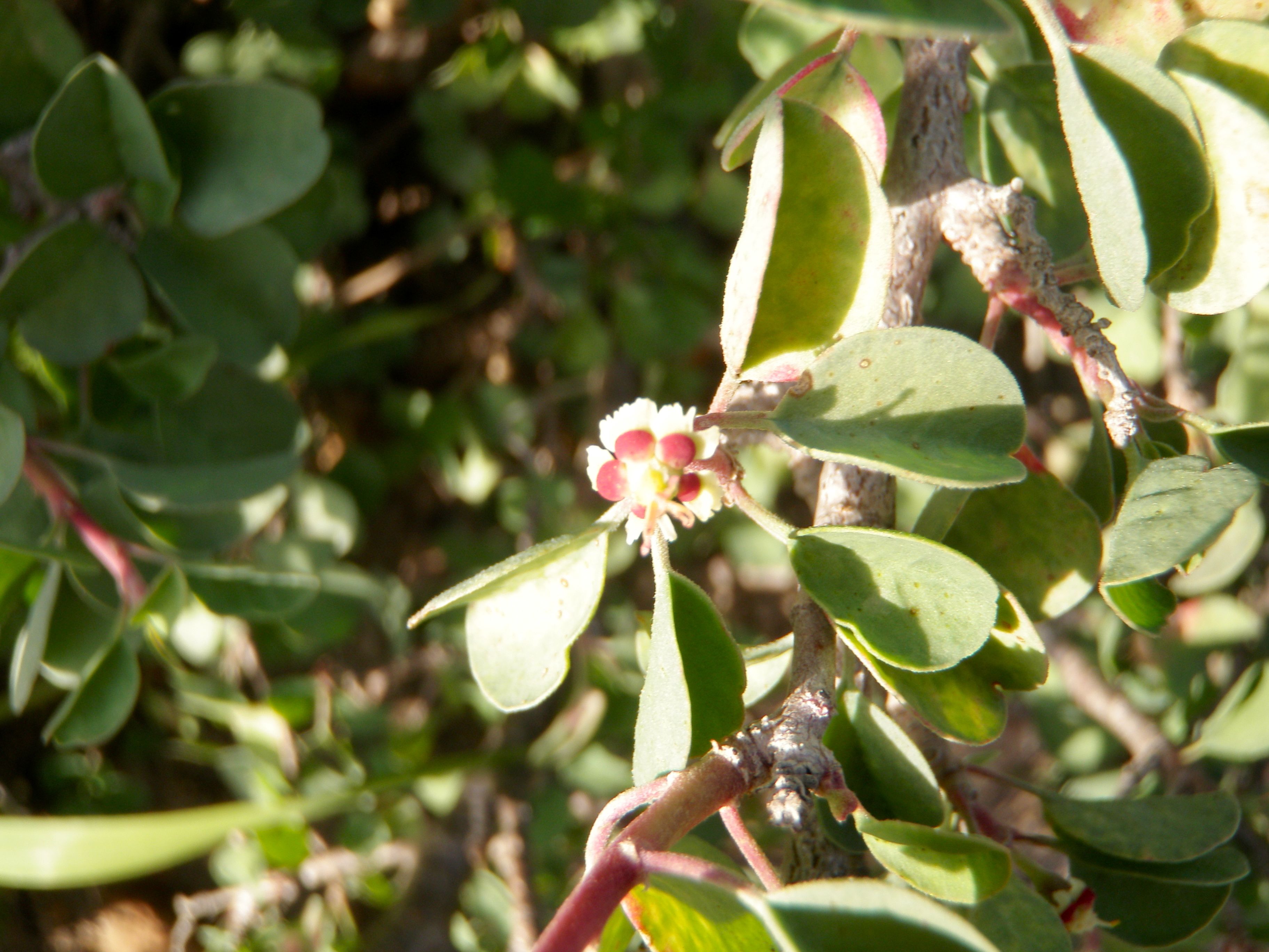 Euphorbia misera (Cliff spurge), native California shrub