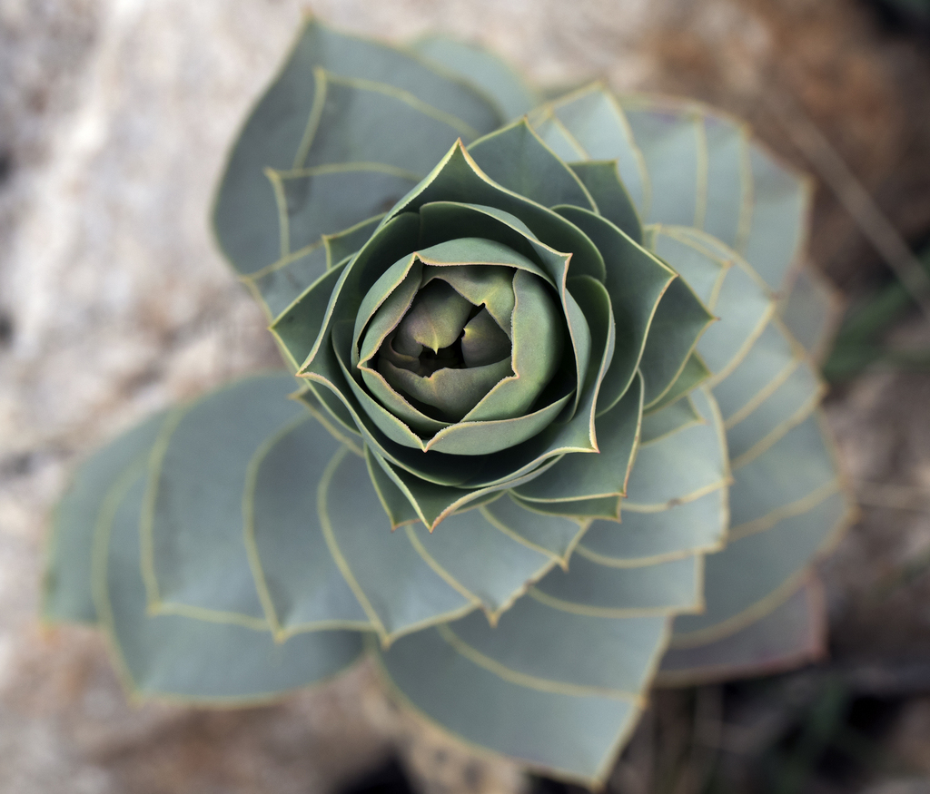 Euphorbia myrsinites (Myrtle spurge), non-native California herb