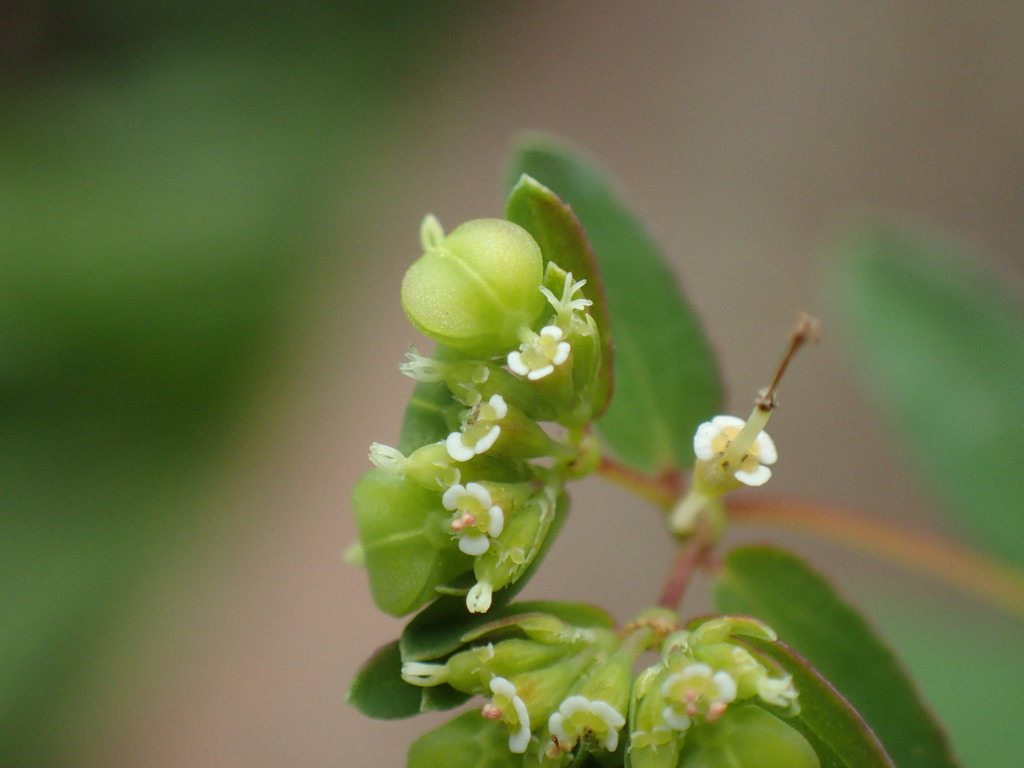Euphorbia nutans (Eyebane spurge), non-native California herb