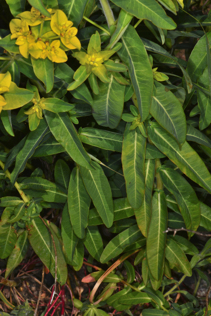 Euphorbia oblongata (Eggleaf spurge), non-native California herb
