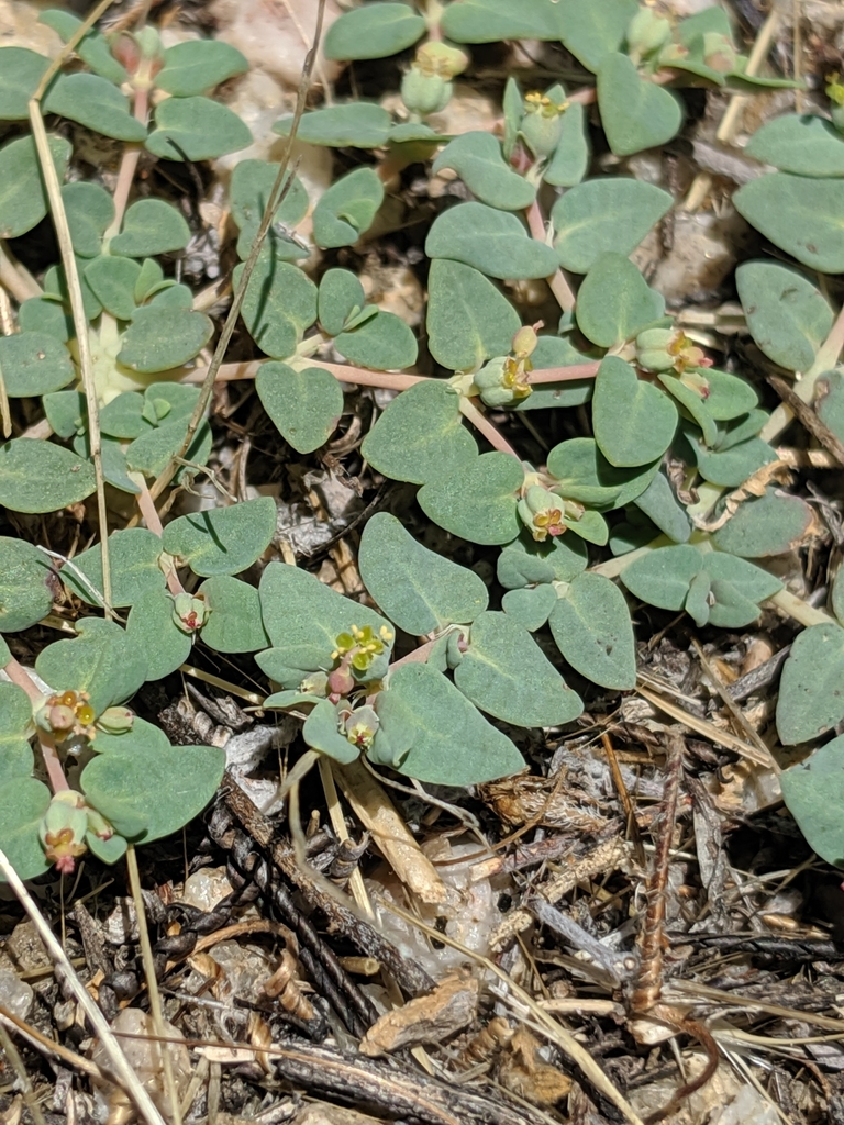 Euphorbia ocellata subsp. rattanii (Stony creek spurge), native California herb