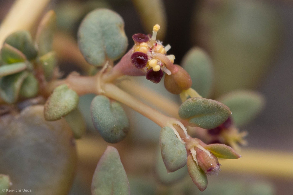 Euphorbia parishii (Parish's sandmat), native California herb