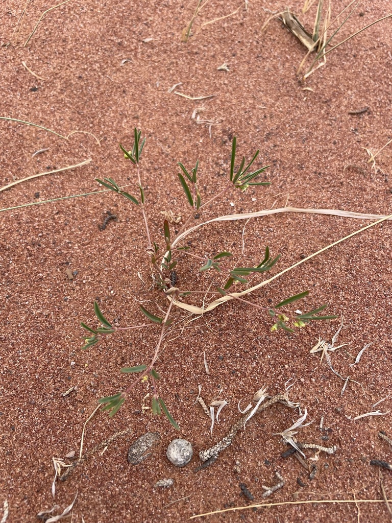 Euphorbia parryi (Parry's spurge), native California herb