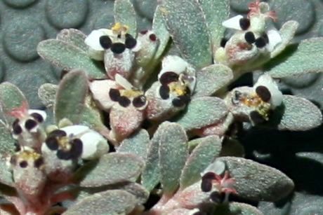 Euphorbia pediculifera (Carrizo mountain sandmat), native California herb