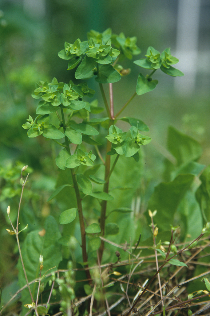 Euphorbia peplus (Petty spurge), non-native California herb