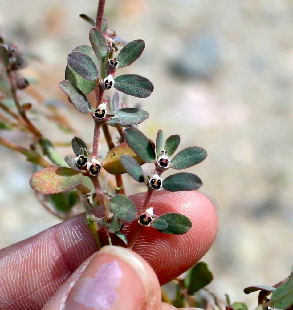 Euphorbia polycarpa (Smallseed sandmat), native California herb