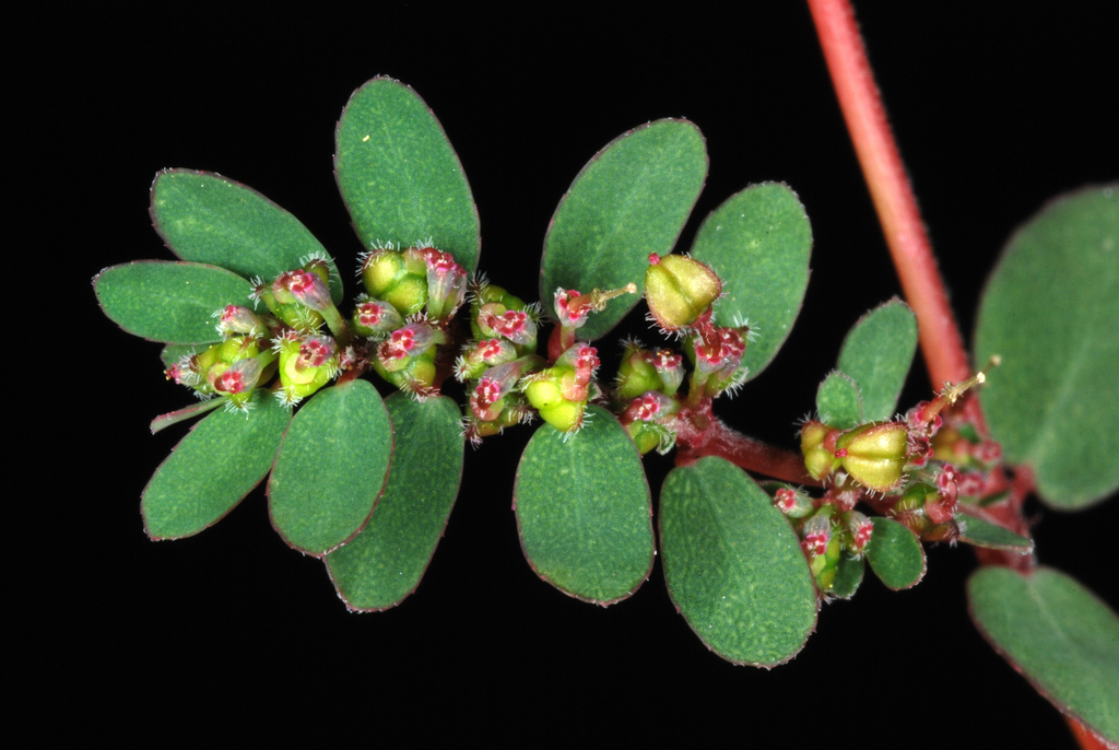 Euphorbia prostrata (Prostrate sandmat), non-native California herb