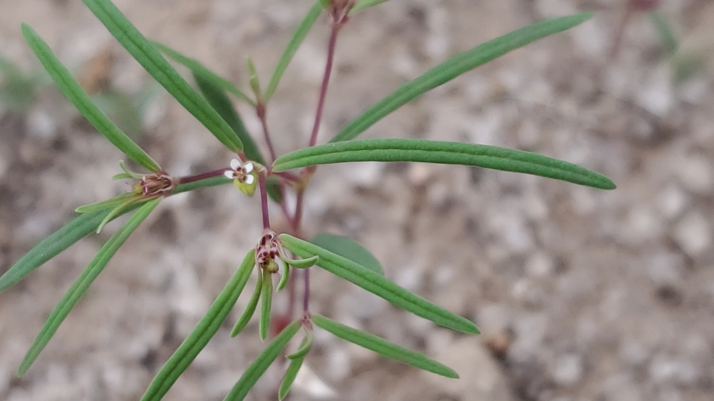 Euphorbia revoluta (Revolute spurge), native California herb