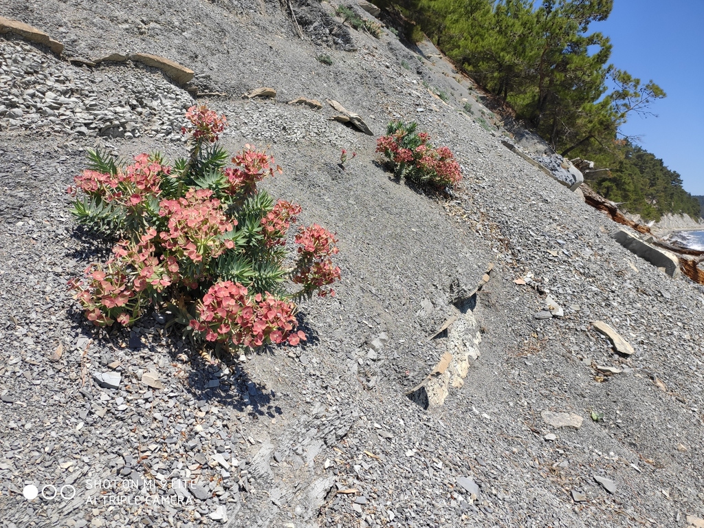 Euphorbia rigida (Gopher spurge), non-native California herb