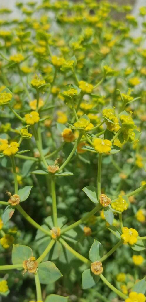Euphorbia schizoloba (Mojave spurge), native California herb